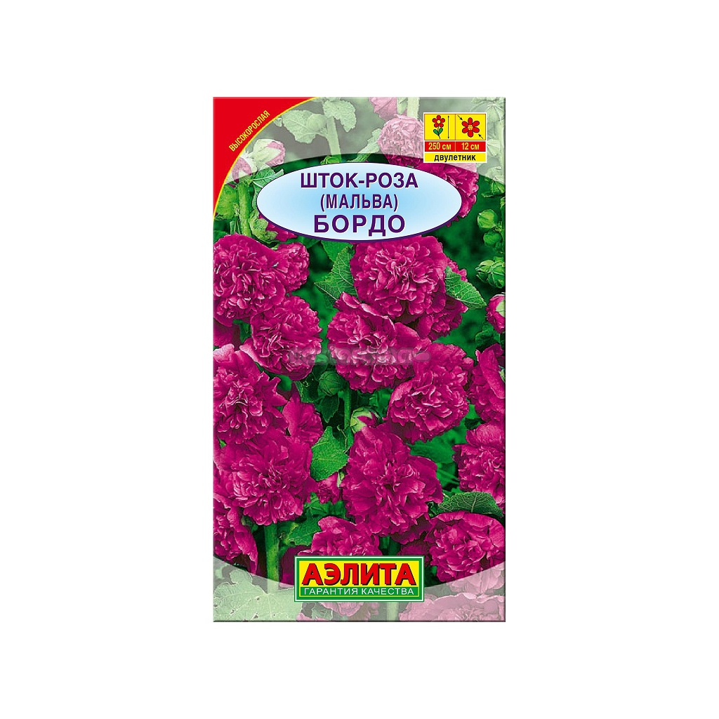 Шток-роза Бордо (А)