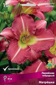 Лилейник гибридный Матрешка 1шт