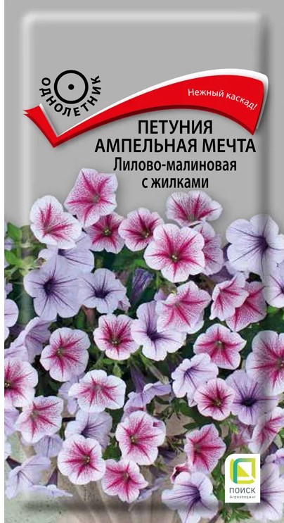 Петуния ампел. Мечта Лилово-малиновая с жилками (Поиск)
