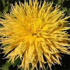 Георгина бахромчатая Энкор, 1шт