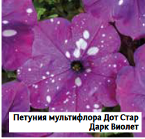 Петуния мультифлора Дот Стар F1 Дарк Виолет (100др)