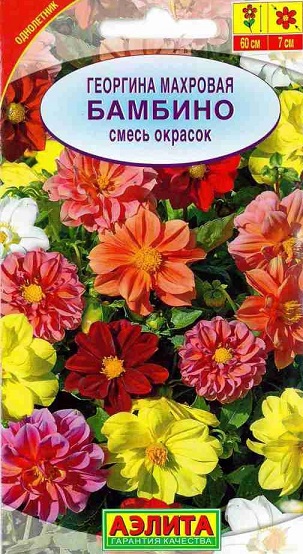 Георгина Бамбино смесь (А)