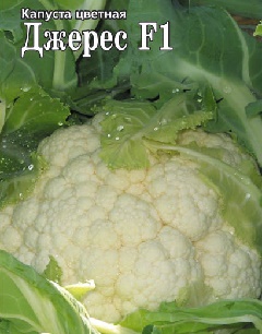 Джерес 50 шт