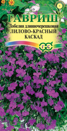 Лобелия Лилово-красный каскад ампел. Гавриш