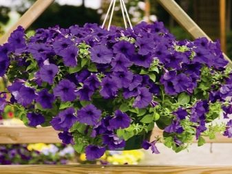 Петуния ампельная Шок Вэйв Деним (100 др)