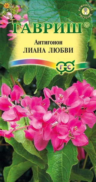 Антигонон Лиана любви Гавриш