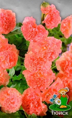 Шток-роза Лососево-розовая 0,1г (Поиск)