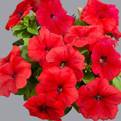 Петуния гранд. Лимбо Джи Пи Ред (100др)