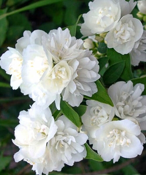 Жасмин садовый (Чубушник) Снежная Лавина