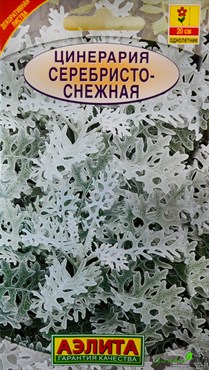 Цинерария Серебристо-снежная (А)
