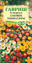 Гелихризум Лаковые миниатюры карлик. Гавриш