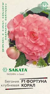 Бегония Фортуна Корал Гавриш