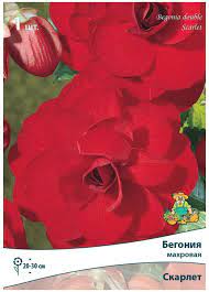 Бегония махровая Скарлет, 2шт