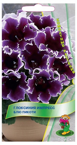 Глоксиния Импресс Блю Пикоти 5шт (Поиск)