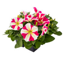 Петуния мультифлора БУМ Эйч Ди Роуз Стар (100др)