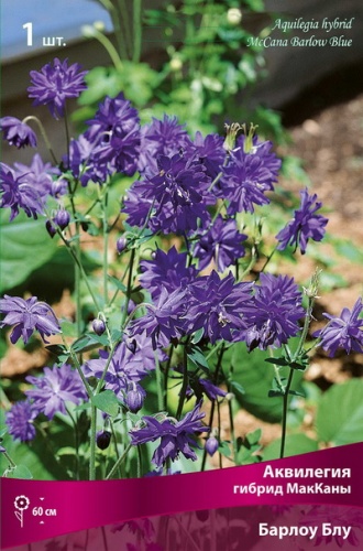 Аквилегия гибрид МакКаны Блу Барлоу 1 шт