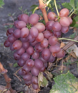 Виноград Ливия 