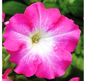 Петуния гранд. Дримс Роуз Морн (1000др)