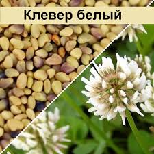 Клевер белый 500г.
