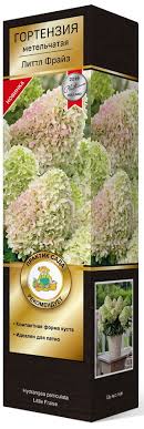 Гортензия метельчатая Литтл Фрайз