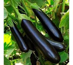 Меч самурая 25 гр Поиск