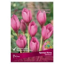 Крокус Прекрасный Кочи (Зонатус), 10шт