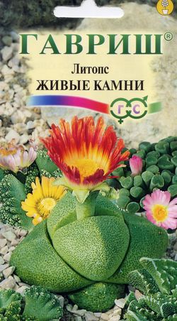 Литопс Живые камни 5шт. Гавриш