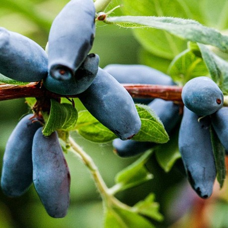 Жимолость Лакомка ОКС