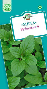 Мята Кубанская 6 Гавриш