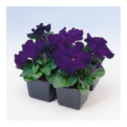 Рассада петунии Дримс Миднайт / 6шт