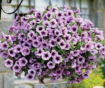 Петуния ампельная Изи Вэйв Плам Вейн (100др)