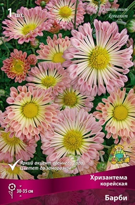 Хризантема корейская Барби, 1шт