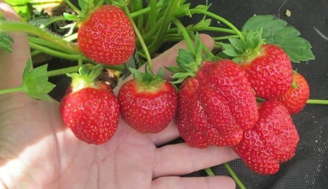 Земляника садовая Богема (Р9)