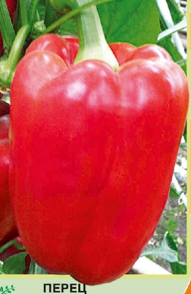 Рассада перца красного Маккаби, 1шт