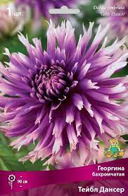 Георгина бахромчатая Тейбл Дансер, 1шт