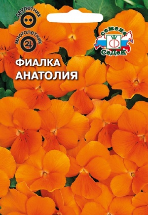 Фиалка Анатолия оранжевая Седек